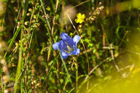 La gentiane respire dans les Landes humides 