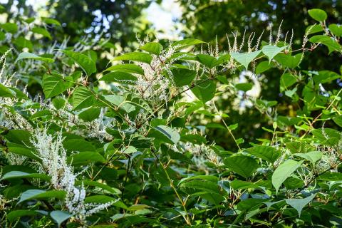 stop à la renouée du Japon, restaurons la saligue de siros
