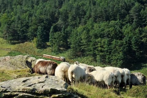 Le petit train de la Rhune avec un troupeau de moutons devant
